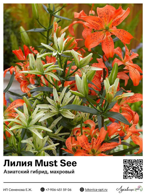 Лилия Must See (Азиатский гибрид, махровый)