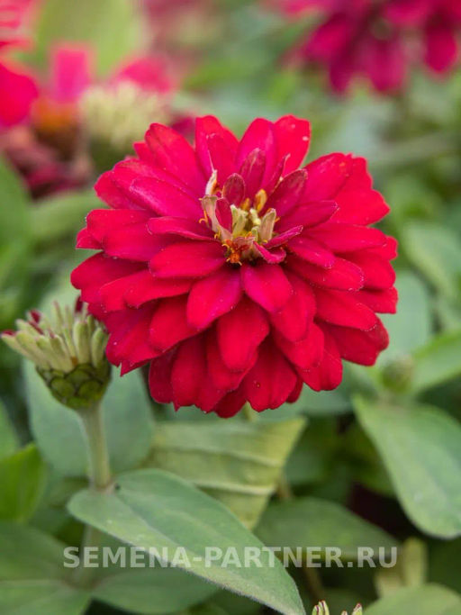 Цинния махровая Барышня-крестьянка Вишневый Пирог - Партнер фото 3