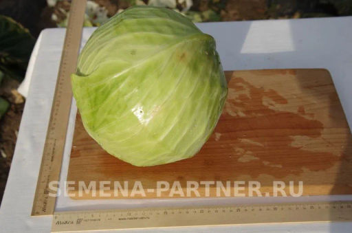 Капуста белокочанная позднеспелая Дублер - Партнер фото 3