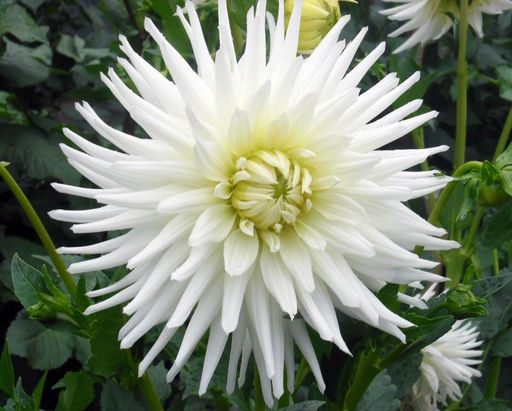 ГЕОРГИНА Ту-Ту Разбор I Кол-во упак., шт 1