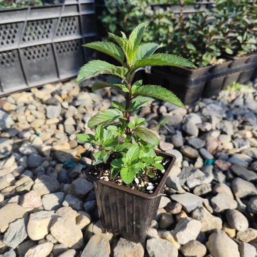 Мята Шведский лимон