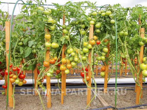Томат Красная Стрела+ - Партнер фото 5