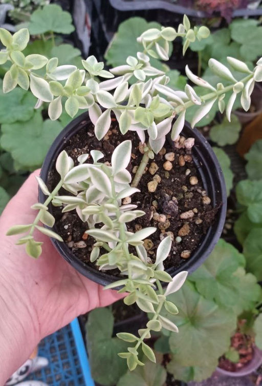 Крассула Volkensii variegata, горшок D10