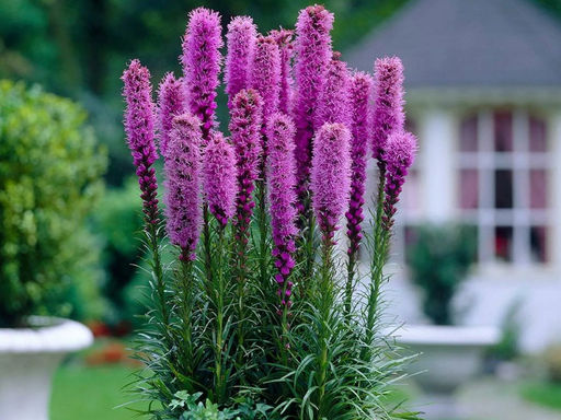 Лиатрис колосковидный (Spicata) 10шт - Долина роз фото 6