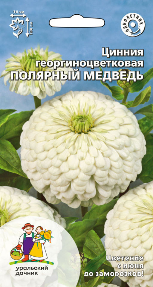 Цинния ПОЛЯРНЫЙ МЕДВЕДЬ георгиноцветковая