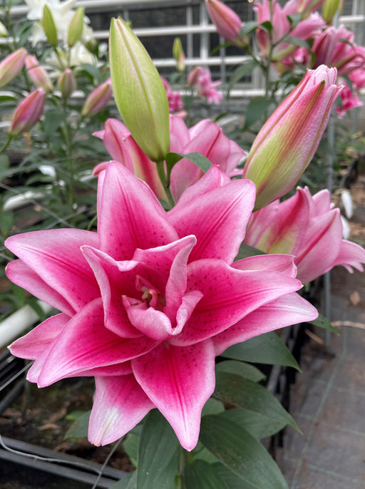 ЛИЛИЯ Роузлили Жасмина Разбор 12/14 Кол-во упак., шт 5