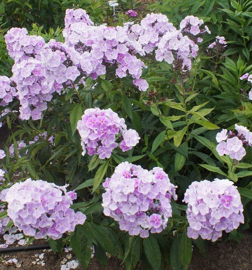 Флокс Prospero (Метельчатый) - Голландские луковицы фото 2