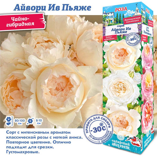 Роза Айвори Ив Пьяже (Чайно-гибридная) 1шт