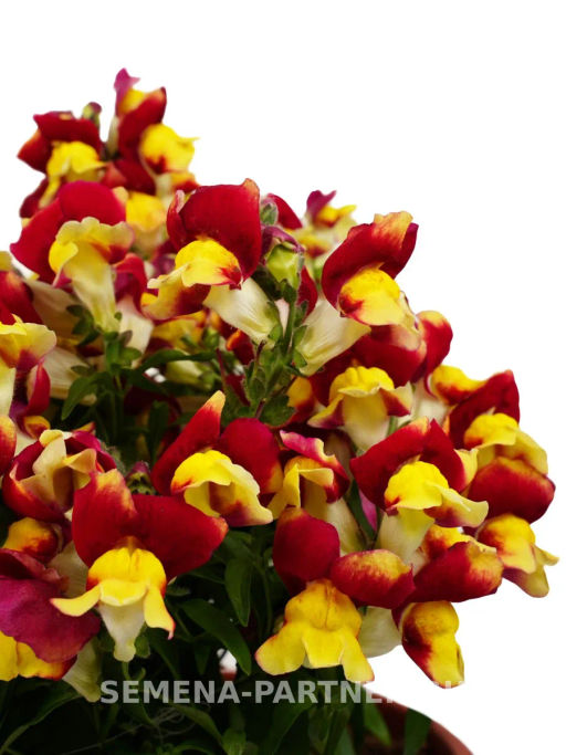 Львиный Зев низкорослый крупноцветковый Гранд Аморе Сперанца - Партнер фото 4