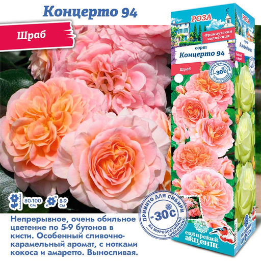 Роза Концерто 94 (Шраб) 1шт