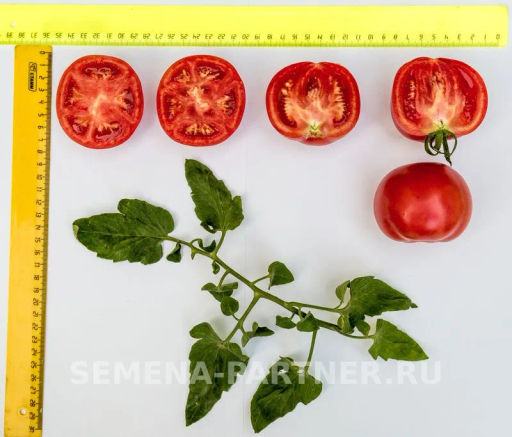 Томат Императорская Слабость - Партнер фото 4