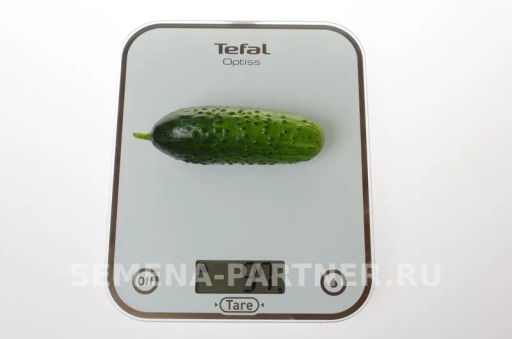 Огурец пчелоопыляемый Аякс - Партнер фото 3