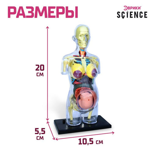 Набор для опытов Строение тела, беременная женщина - Эврики фото 3
