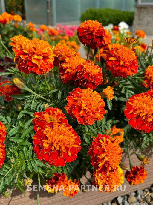 Бархатцы отклоненные Бонанза Хармони - Партнер фото 4