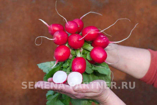 Редис Царевна - Партнер фото 3