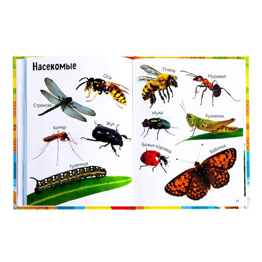 Книга в твёрдом переплёте Первые 500 слов малыша, 80 стр. - Буква-ленд фото 4