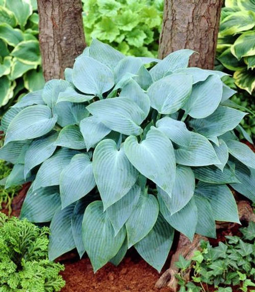 ХОСТА Канадиан Блю Разбор 1 n Кол-во упак., шт 2