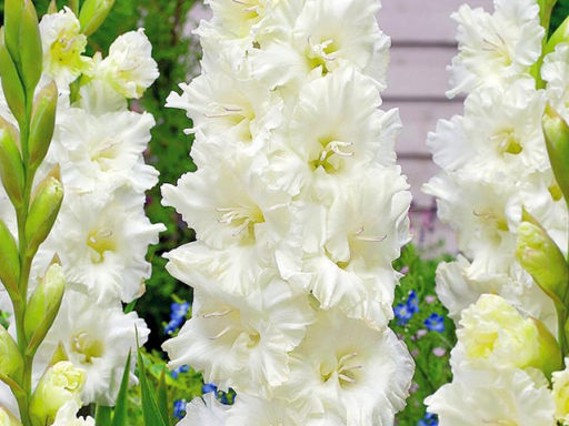 Гладиолус Murmansk (Мурманск) 5 шт - Долина роз фото 4