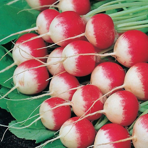 6226U Редис Маяк 1гр