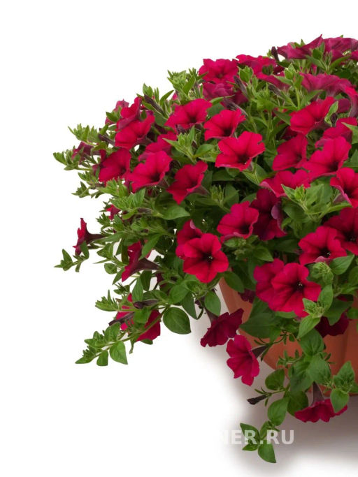 Петуния Зацветёт Long Май Краш многоцветковая ампельная - Партнер фото 4