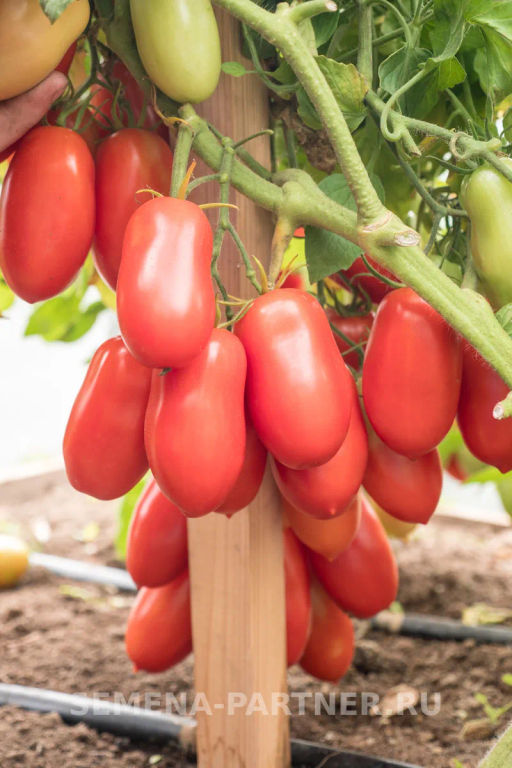 Томат Агафья - Партнер фото 7