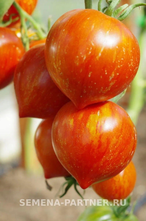 Томат Сердцевидный Полосатый - Партнер фото 4