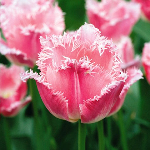 ТЮЛЬПАН Белл Сонг Разбор 11/12 Кол-во 
 упак., шт 7