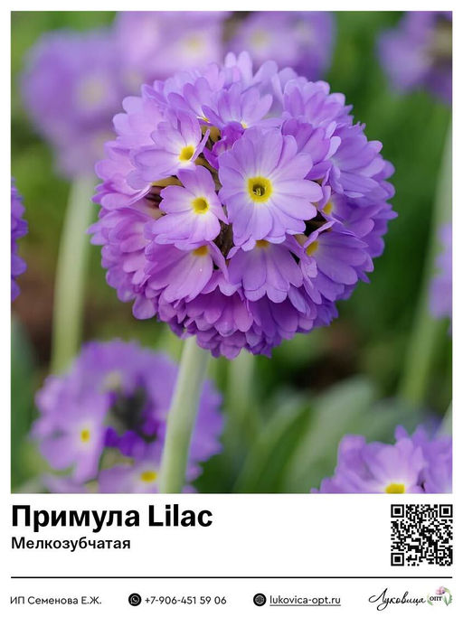 Примула Первоцвет Lilac (Мелкозубчатая)