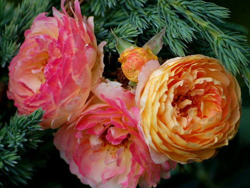 Роза Розоман Жанон