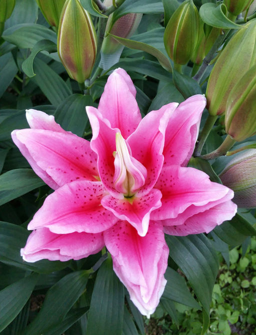 ЛИЛИЯ Роузлили Виола Разбор 12/14 Кол-во упак., шт 5