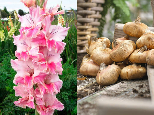 Гладиолус Caucasus (Кавказ) 5 шт - Долина роз фото 4