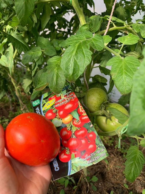 Томат СИБИРСКАЯ ГИРЛЯНДА F1 - Уральский дачник фото 3