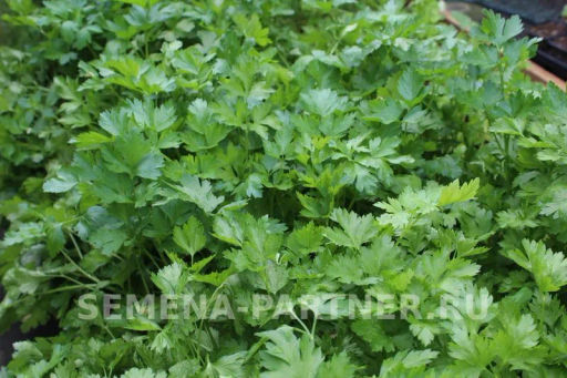 Петрушка листовая Карнавал - Партнер фото 4