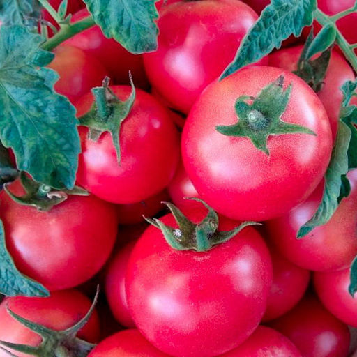 5097D Томат Ляна 5шт