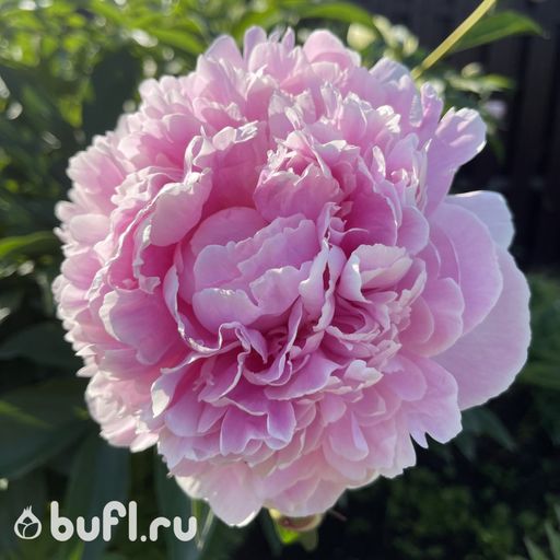 Пион Sarah Bernhardt