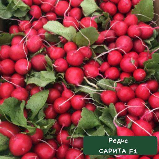 Редис Сарита F1