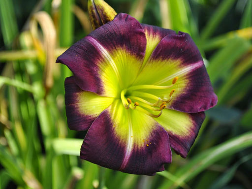 Лилейник Найт Бекон - Долина роз фото 2