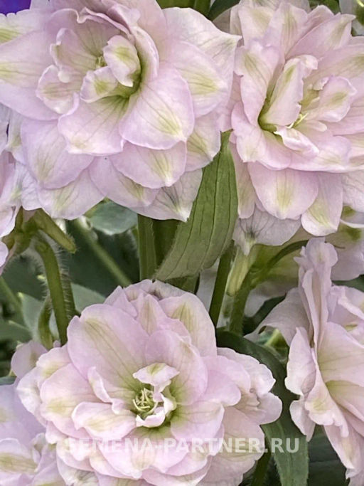 Дельфиниум Мини Стар - Партнер фото 3