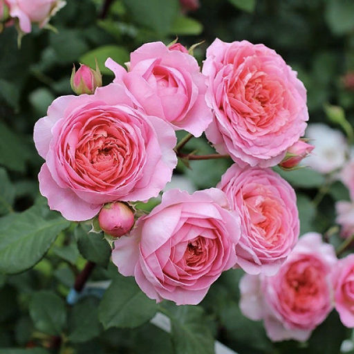 R027 АМАНДИН ШАНЕЛЬ