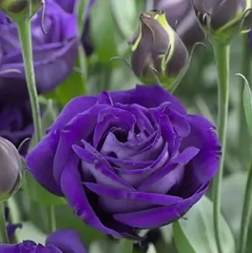 5200D Эустома крупноцветковая Арена F1 III Парпл 5шт