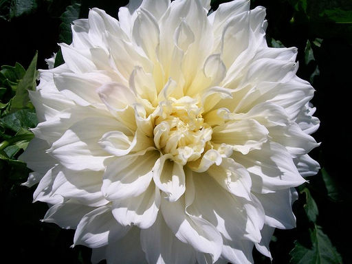 ГЕОРГИНА Флёрель Разбор I Кол-во упак., шт 1