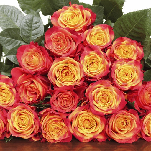 Роза Атомик - Долина роз фото 2