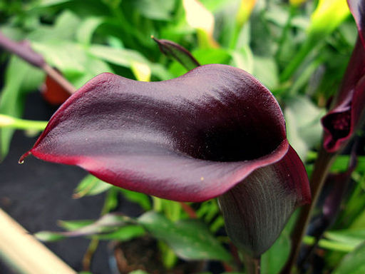 Калла Schwarzwalder (Шварцвальдер) - Долина роз фото 3