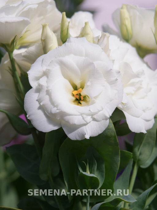 Эустома карликовая махровая белая Леди Бэнкс - Партнер фото 4