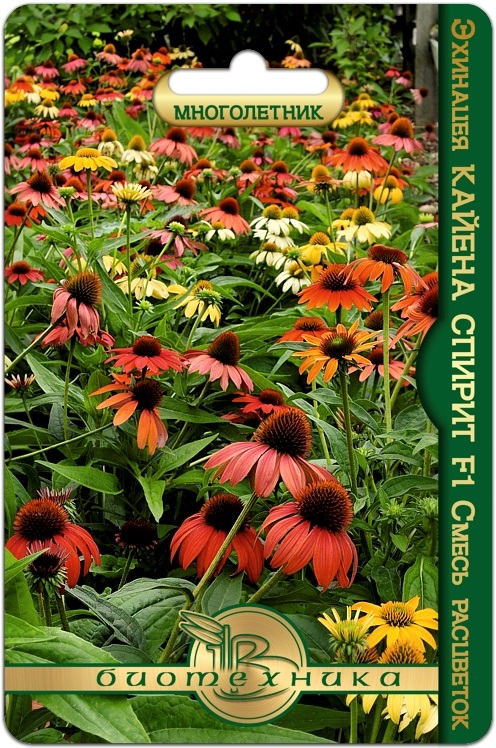 Эхинацея F1 Кайена Спирит