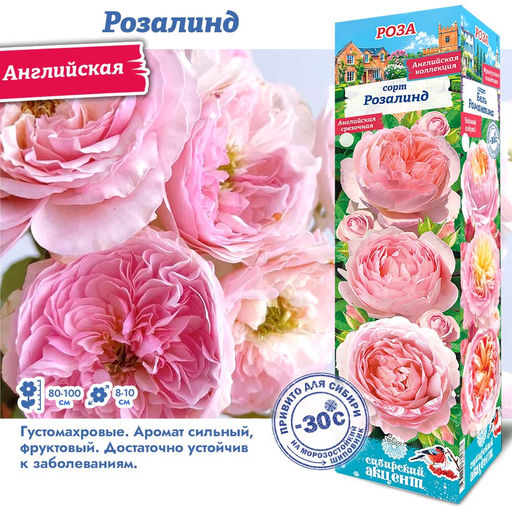 Роза Розалинд (Английская) 1шт