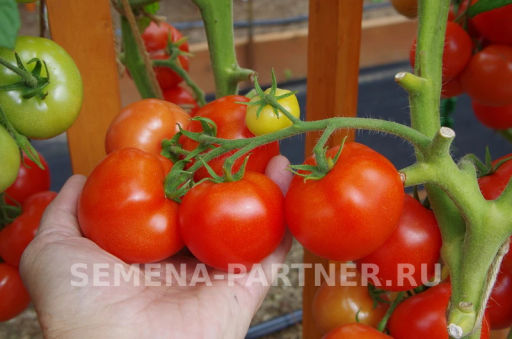 Томат Верочка - Партнер фото 8