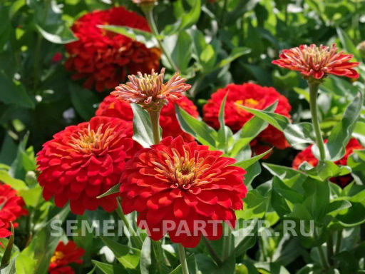 Цинния георгиновидная Сочные тропики Сангрия - Партнер фото 5