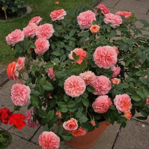 Роза Чиппендейл