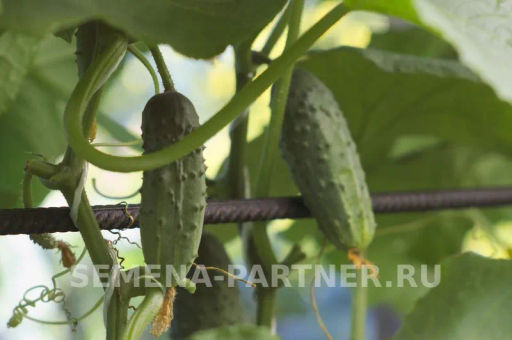 Огурец пчелоопыляемый Ласточка - Партнер фото 6